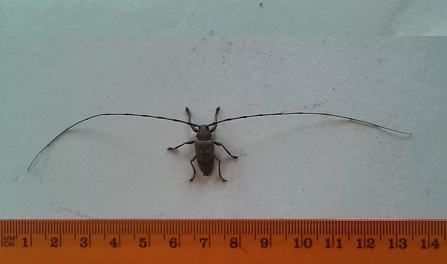 Acanthocinus aedilis - Cerambycidae
